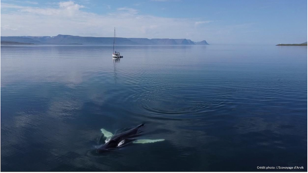 Mille Sabords 2022 - baleines
